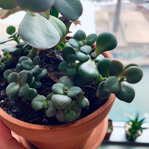 SOLD 🌱 Jade Starter Plant - Picture 2 of 5